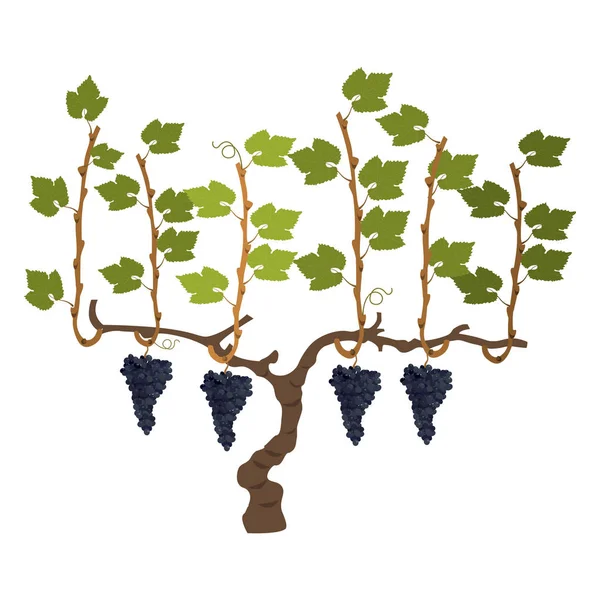 Wektor winogron bush — Wektor stockowy