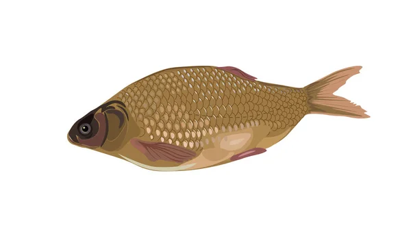 Carpa de pescado vector — Vector de stock