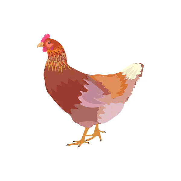 Barna csirke vektor — Stock Vector