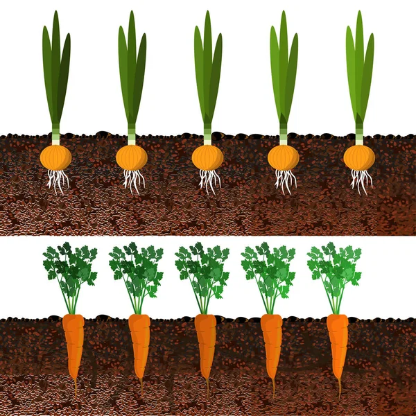 Cultivando cebolas e cenouras em camas —  Vetores de Stock