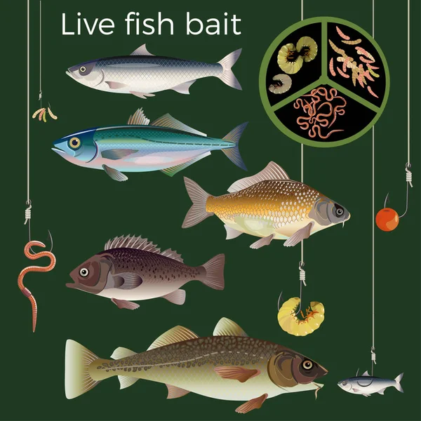 Live fish bait. — Stock Vector