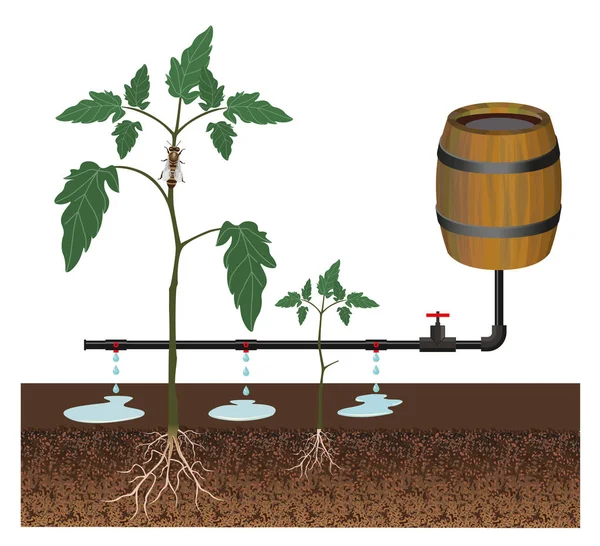 Drip irrigatie vector — Stockvector