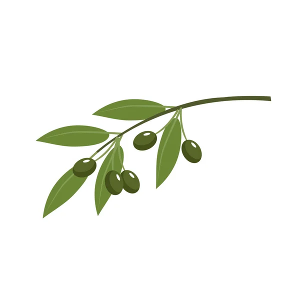 オリーブの枝のベクトル — ストックベクタ