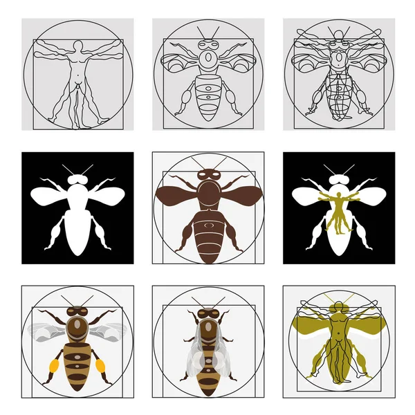 Vector vitruvian bees — Stock Vector