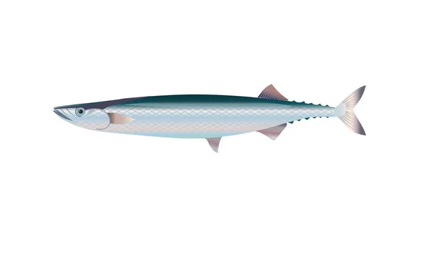 Pacific saury fish. — Stock Vector