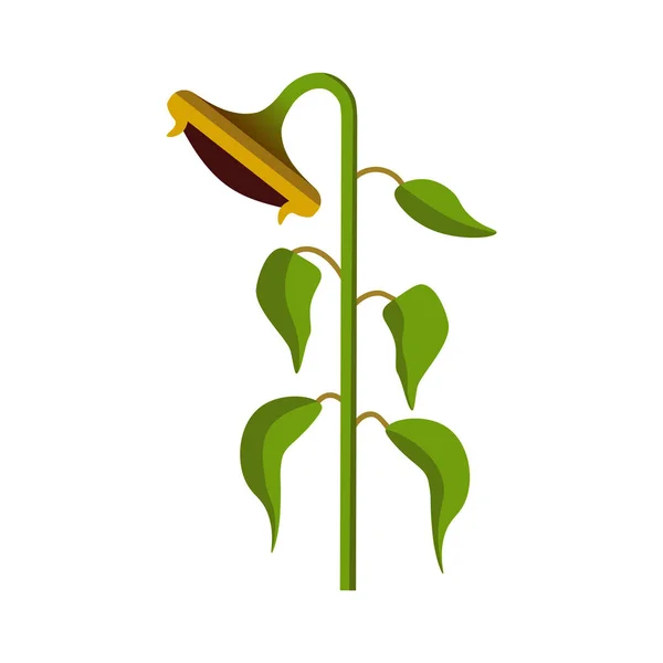 Roślina słonecznik wektor — Wektor stockowy