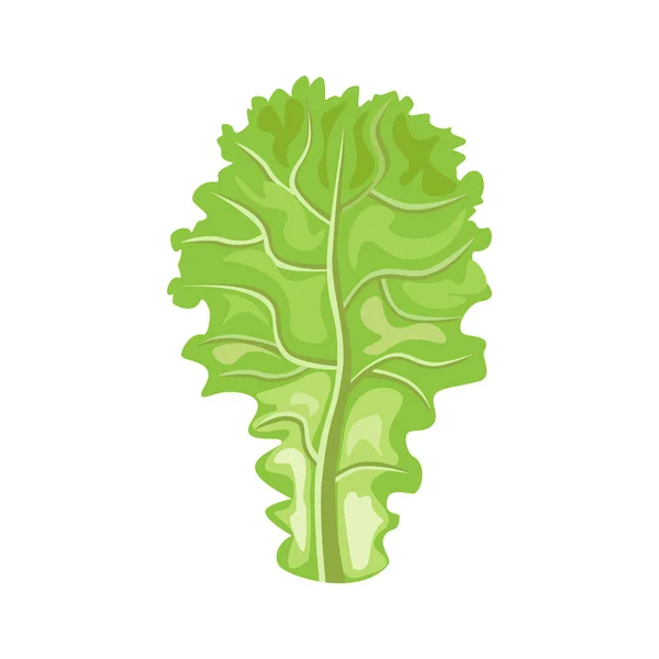 Hoja de lechuga vector — Vector de stock