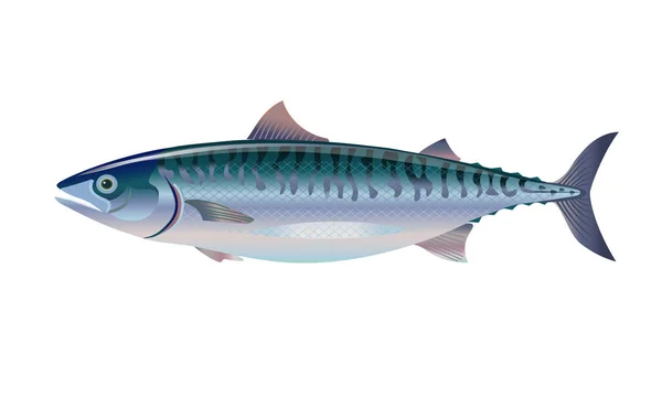 Makrill fisk. — Stock vektor