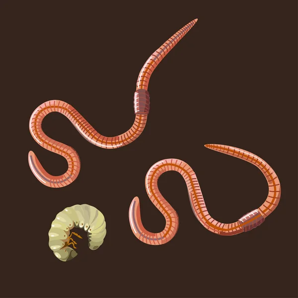 Земляные черви и личинки — стоковый вектор