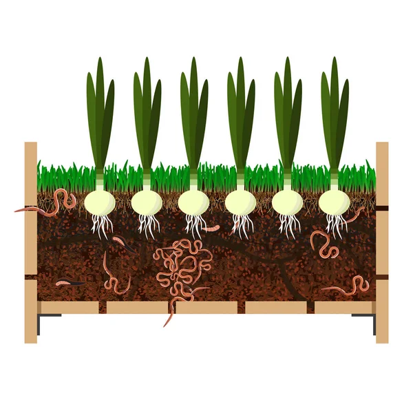 Groeien uien in container — Stockvector