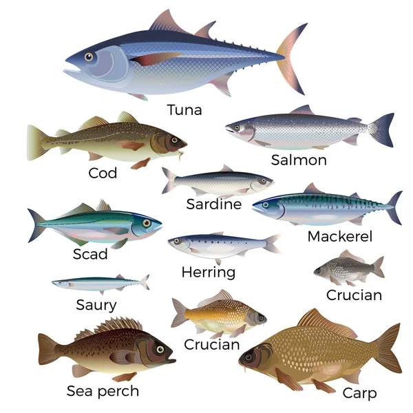 Commercial fish species. — Stock Illustration Commercial fish species. Royalty Free Stock Vectors