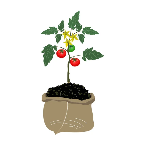 Tomates en la bolsa — Vector de stock