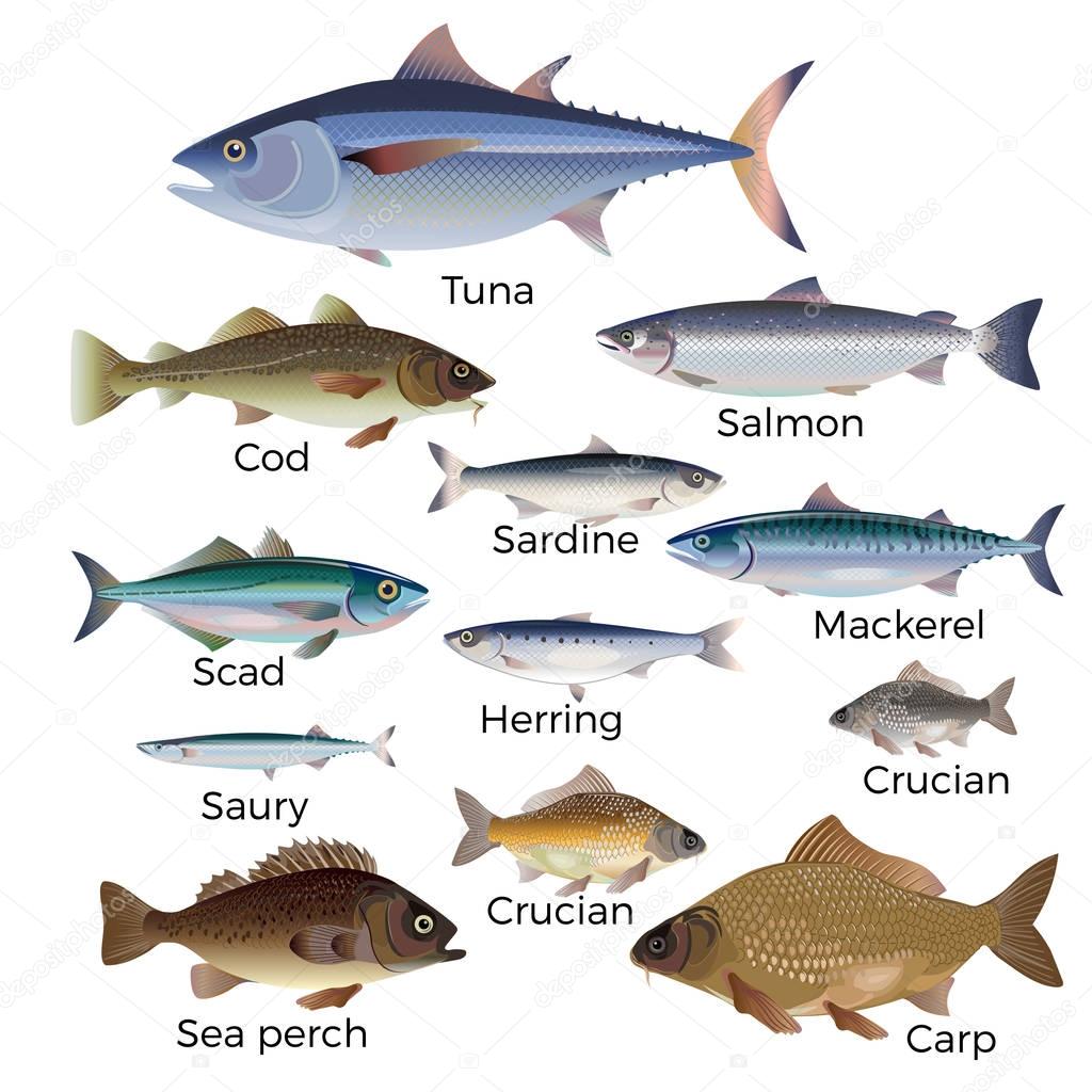 Commercial fish species.