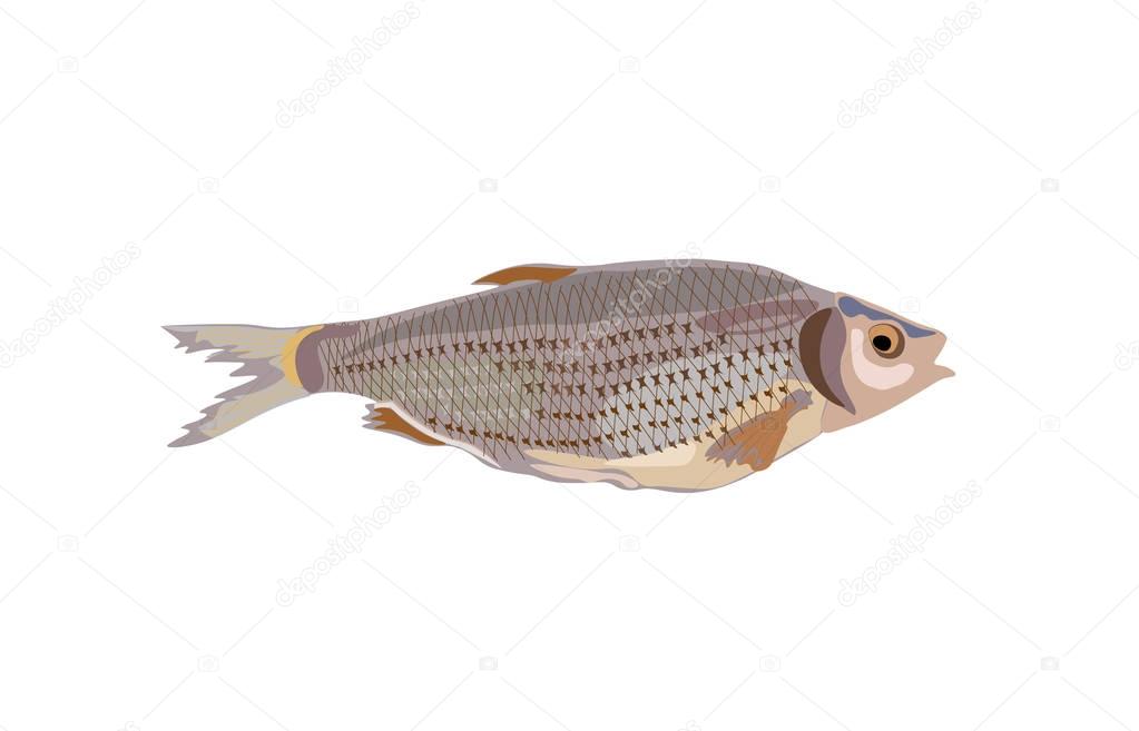 Dried fish vector