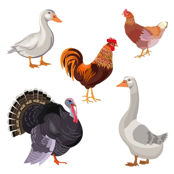 Σύνολο των διανυσματικών εκμετάλλευση πτηνών — Διανυσματικό Αρχείο