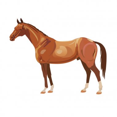 Körfez Arap mustang aygır