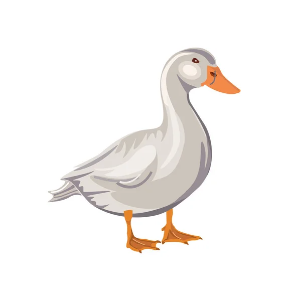 Domestic white duck — Stock Vector