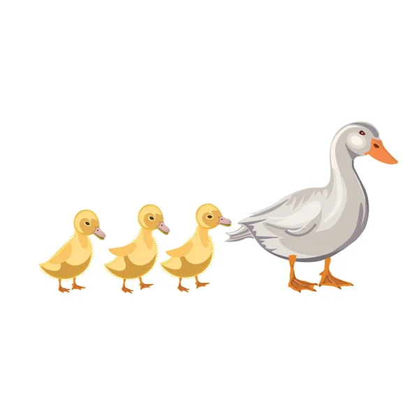 鸭与鸭 — 图库矢量图片