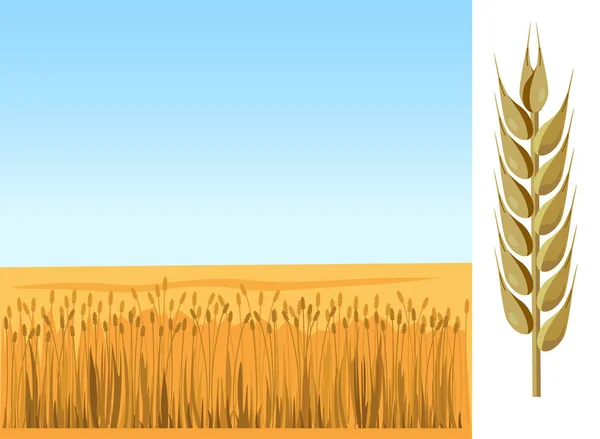 Champ de blé vecteur — Image vectorielle
