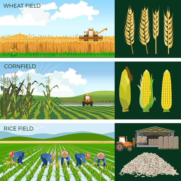 Set of agricultural fields.