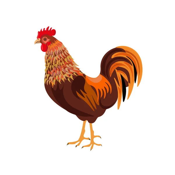 Red rooster vector — Stock Vector