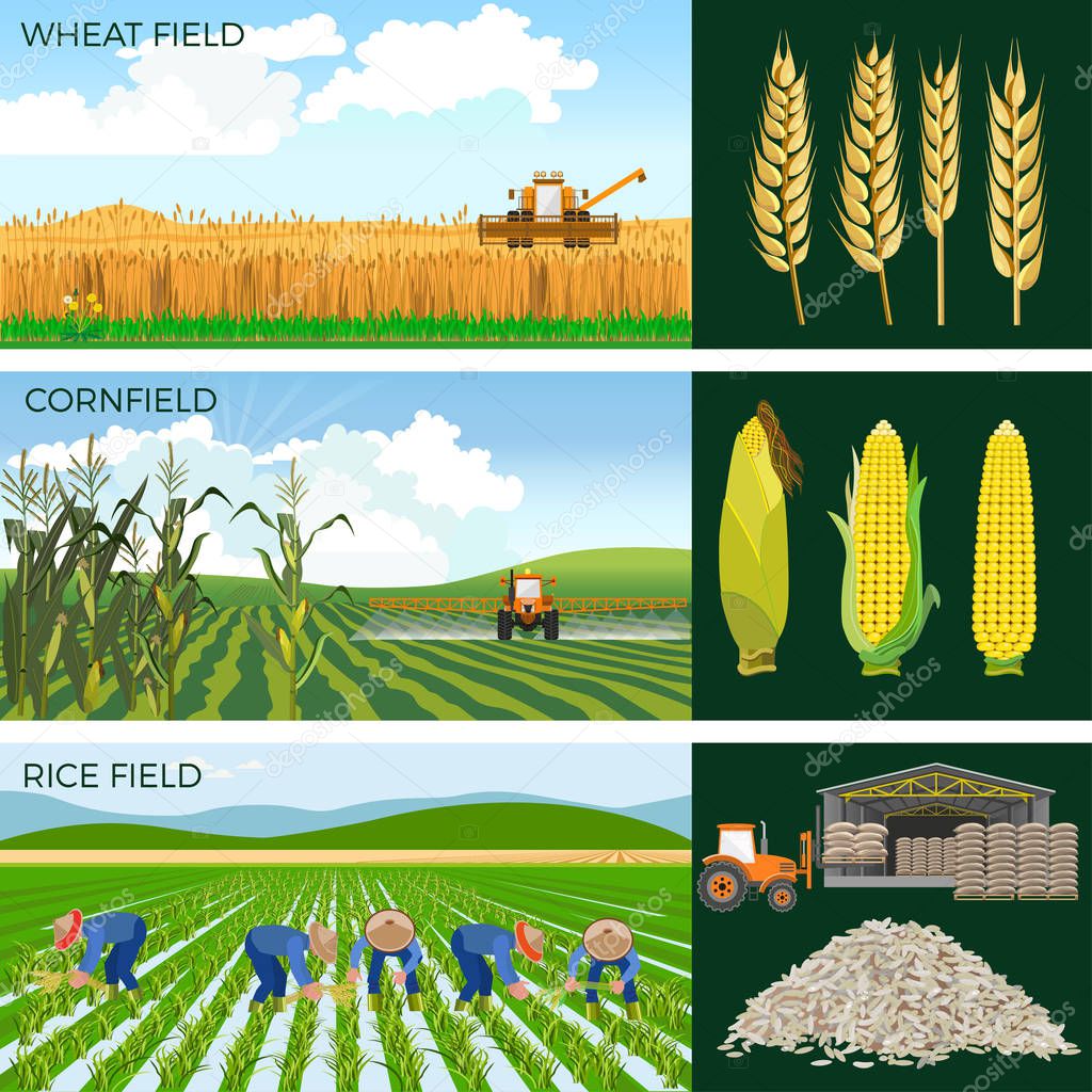 Set of agricultural fields.