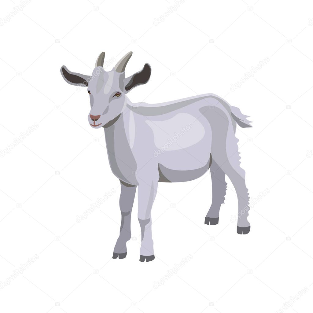 Goat kid vector