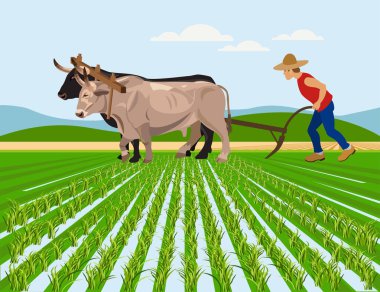 Farmer plowing paddy field with oxen clipart