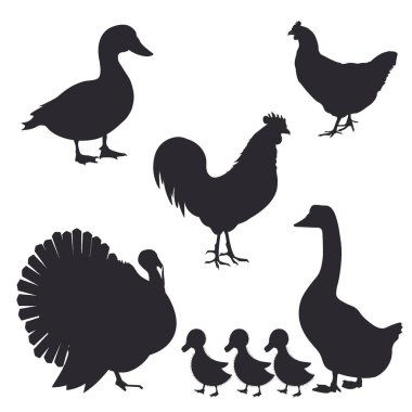 çiftlik kuş silhouettes