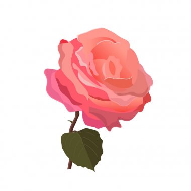 pembe gül çiçeği 