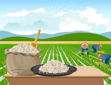 Rice on a rice field background clipart