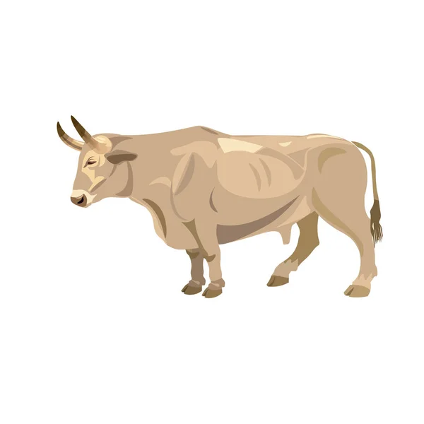 วัวขาวยืน — ภาพเวกเตอร์สต็อก