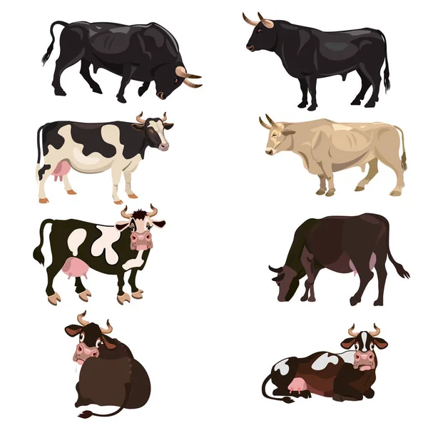 Bovins : vaches et taureaux — Image vectorielle