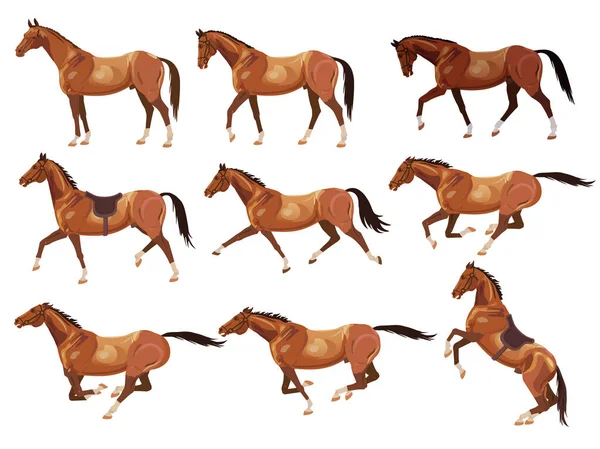 Cavalos em várias Poses — Vetor de Stock