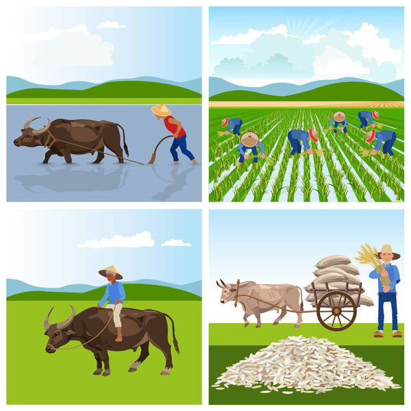 Farmers work in rice fields.