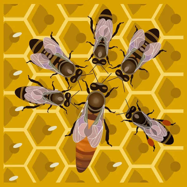 Abejas obreras y abejas reina — Vector de stock