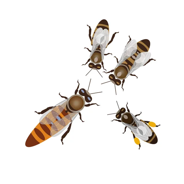 花粉篮图库矢量图片 免版税花粉篮插图 Depositphotos