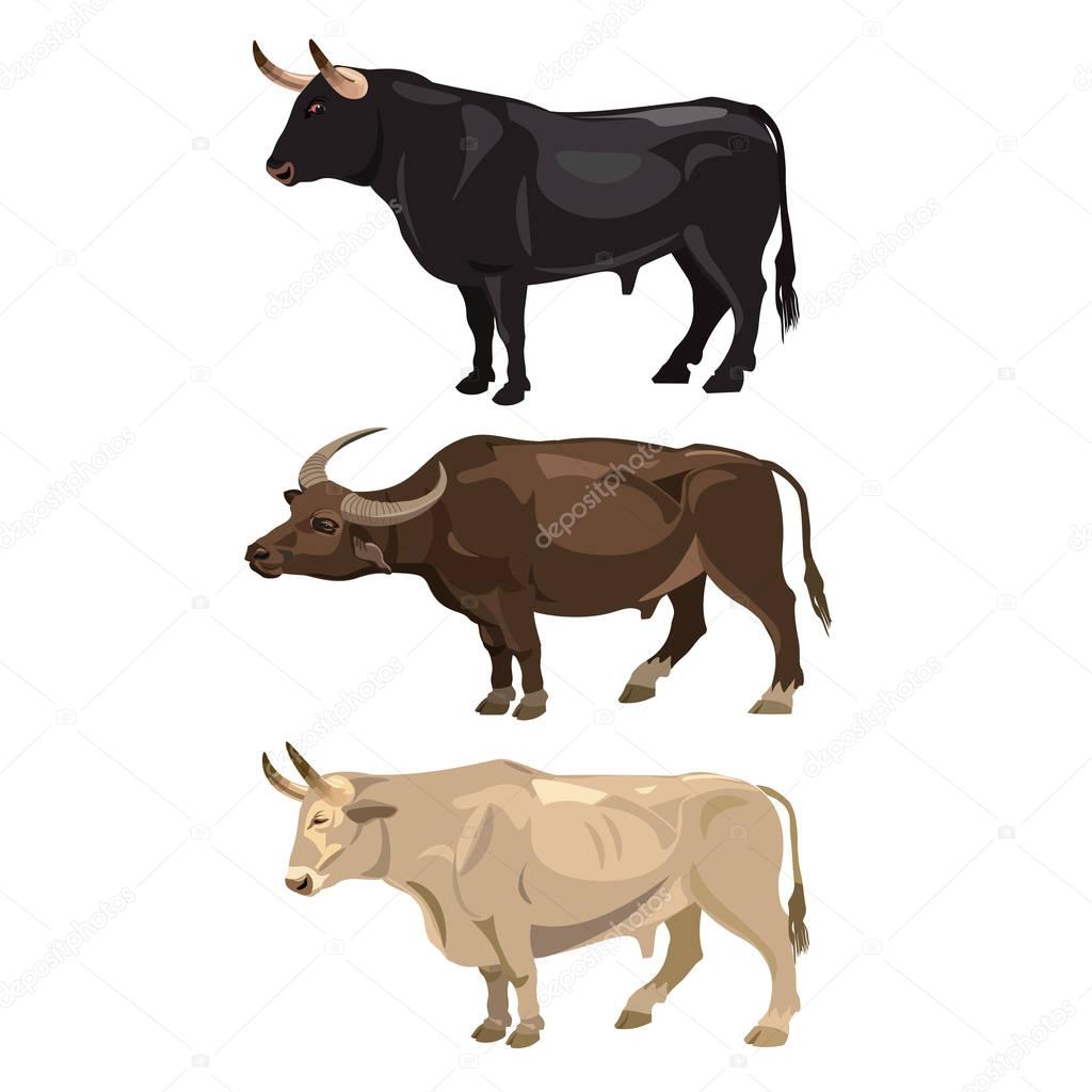 Set of standing bulls. 
