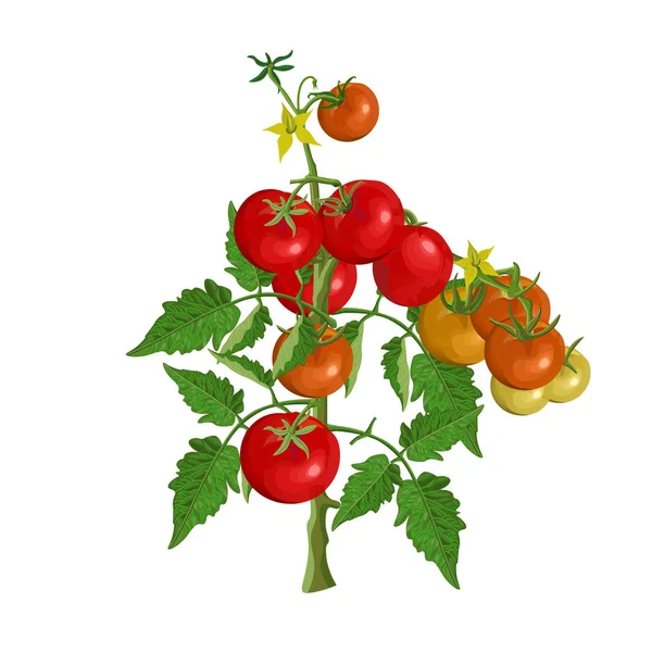 Vetor de tomate Bush — Vetor de Stock