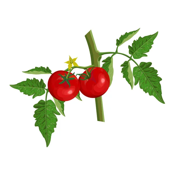 Cabang tomat dengan tomat - Stok Vektor