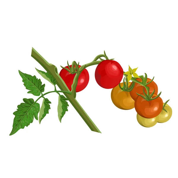 Tomaat tak met tomaten — Stockvector
