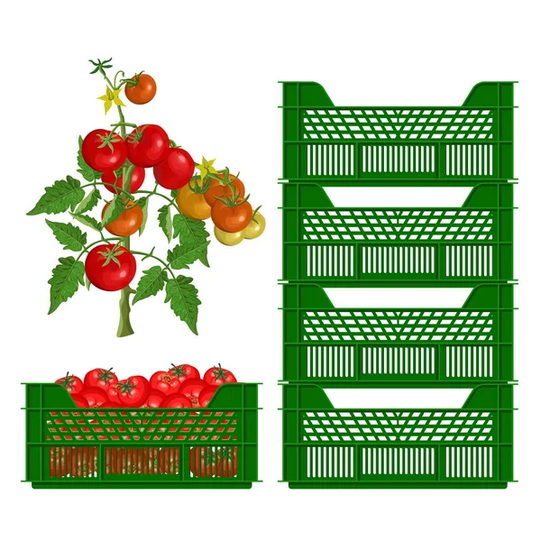 Cajas de plástico y tomates — Archivo Imágenes Vectoriales