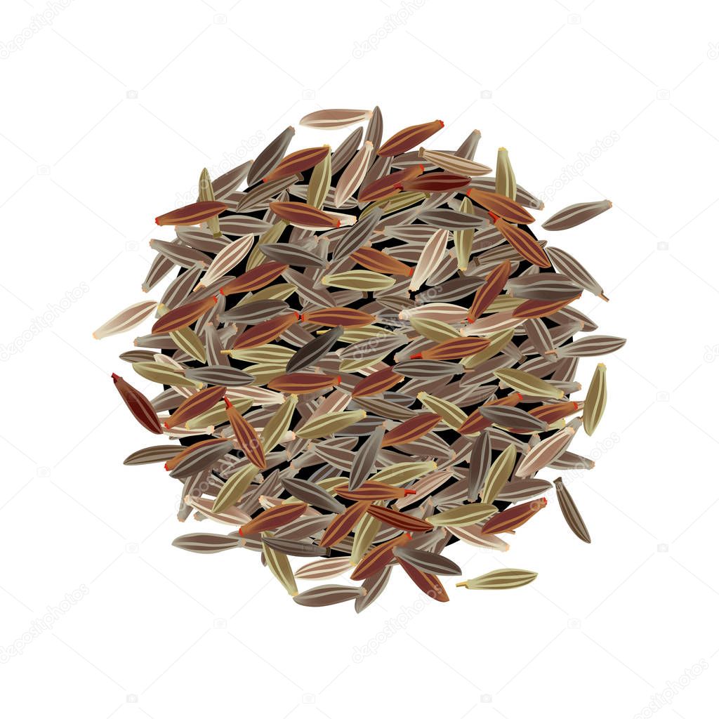 Cumin seeds vector