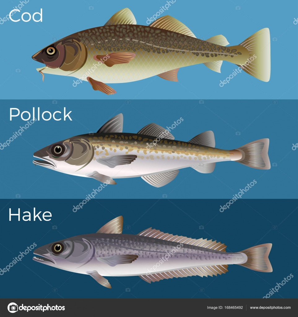 Canadian Saltfish, Cod, Pollock, Hake, Cusk, Ling, Mackerel, Herring, and  frozen.