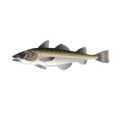 Alaska pollock vektör