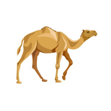 Dromedary deve vektör