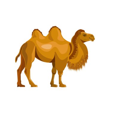 Bactrian camel vector clipart