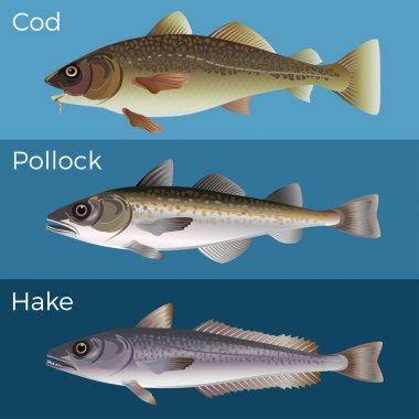 Cod, pollock ve hake.