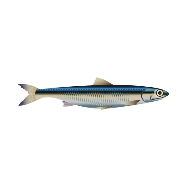 Anchoa vector de peces — Vector de stock