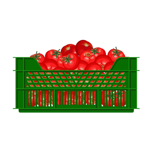 Caisse en plastique avec tomates — Image vectorielle